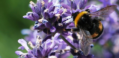 Bumble_Bee_and_Lavender_by_RedSkullkey_kindlephoto-123747484